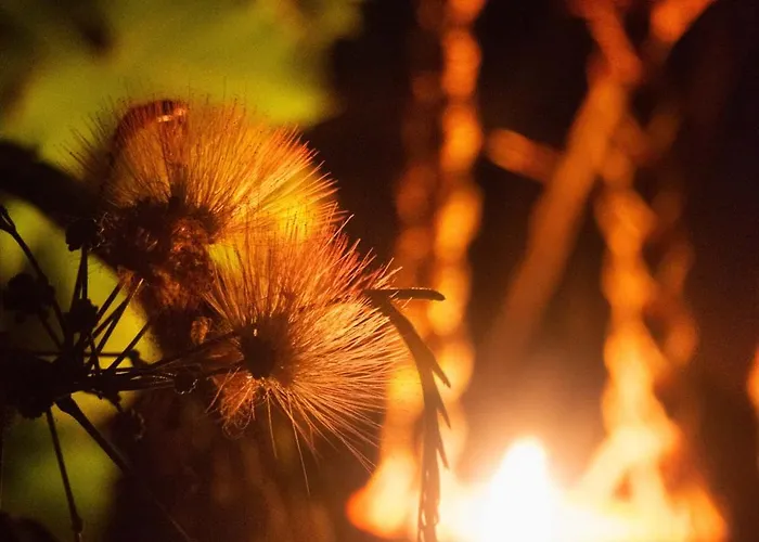 Le Jardin Des Copains Willa